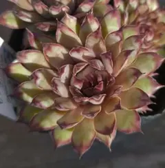 maruo〜明日6月8日から再開予定♡様 リクエスト 5点 まとめ商品