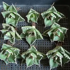 特価】アガベ チタノタ 眼鏡蛇 コブラ 極上株 - メルカリ