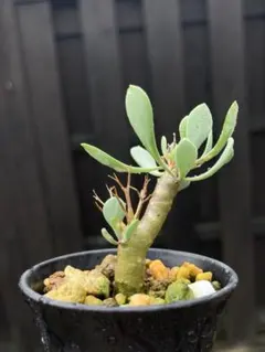 ハオルチア　オブツーサ交配錦　天の川 Today's haworthia diary🌵 オブツーサ交配錦 ⇒ 2.5号鉢 色つきやすい