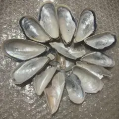 Item thumbnail for item 669b63d3-2884-4089-9d26-b54162899b5e