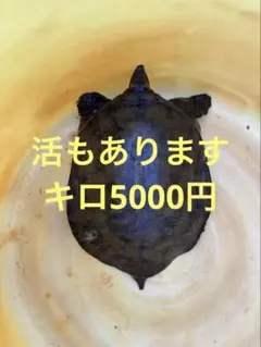 2026年最新】亀 べっ甲の人気アイテム - メルカリ