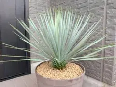希少 テキーラ 斑入り テキラーナ サンライズ 抜き苗 - メルカリ