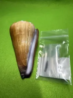 貝殻標本(沖縄の青い海の宝)イボカバイモガイ蓋付