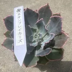 多肉　エケベリア　多肉アン　ネオンブレイカーズ　抜き苗　札付きのサムネイル