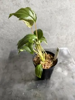 Homalomena sp. Silver powder Singkep - メルカリ