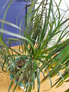 64【ドラセナ・コンシンネ 約160cm】超大型観葉植物｜ - メルカリ