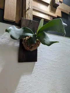 8*様 トキントキンの一級品‼️】veitchii wild 板付け子株 - メルカリ