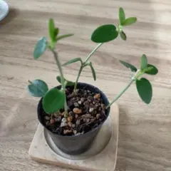 kchan様 リクエスト 3点 まとめ商品