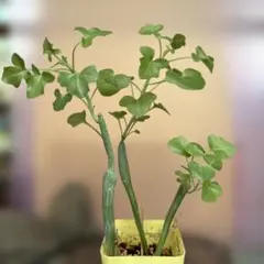 多肉植物 苗木 鉢植え 観葉植物　七宝樹3本　鉢底から　　　25センチ
