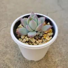 2025年最新】コロラータ ルーフの人気アイテム - メルカリ