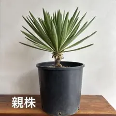 2026年最新】アツバキミガヨランの人気アイテム - メルカリ