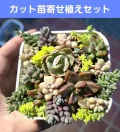 ①本日の気まぐれ 多肉寄植えセット （6.5cm鉢内カット苗全て） - メルカリ