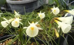 kazu.9.11様 リクエスト 2点 まとめ商品