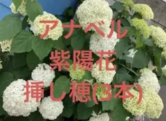 ♡西洋紫陽花アナベル♡挿し木苗 現物1ポット分 現物 13 - メルカリ