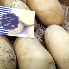 ジャガイモの種芋: アポリン 12個 ※表皮が美しく触ってもセクハラにならない！