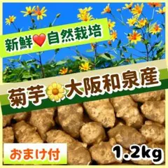 ❤️【おまけ付】自然栽培『菊芋』1.2kg＋おまけ（山わさび）〜 大阪いずみ産