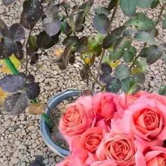 四季咲き 大輪系 バラ苗 【マドモワゼル メイアン】挿し木苗