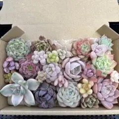 多肉植物カット苗詰め合わせ　寄せ植え　ミニサイズ