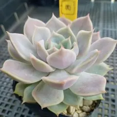 多肉植物 ♡ リラシナ ♡ 抜き苗 - メルカリ