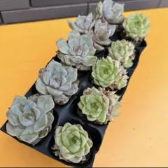 エケベリア12株セット スジョン錦斑入り多肉植物 抜き苗発送 - メルカリ