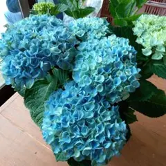 紫陽花　ハイドランジア　マジカル　レボリューションのサムネイル