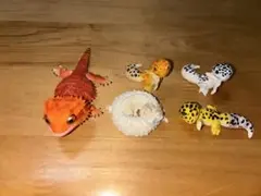 レオパードゲッコー カプセルトイ