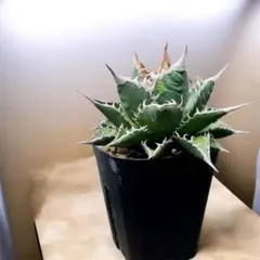 2026年最新】海王 アガベの人気アイテム - メルカリ