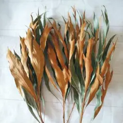 N.L.H.Y *様 リクエスト 2点 まとめ商品