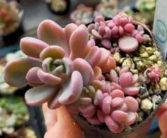 2025年最新】ぼのぼの苗の人気アイテム - メルカリ