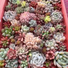 【117】多肉植物 カット苗詰め合わせ 寄せ植えセット