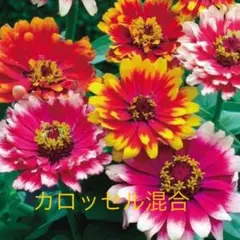 ジニア　カロッセル　百日草　種子　15粒　おまけの種２種類付き