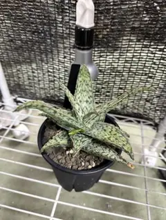 2025年最新】aloe hybridの人気アイテム - メルカリ