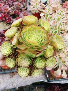 万華鏡 超大群生 多肉植物 アエオニウム 抜き苗 - メルカリ