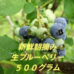 新鮮朝摘み　生ブルーベリー　５００グラム　栽培期間中農薬不使用のサムネイル