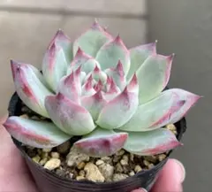 2025年最新】チワワエンシスの人気アイテム - メルカリ