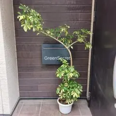 引取☆4 シェフレラ 9号 観葉植物 大型 シンボルツリー - メルカリ