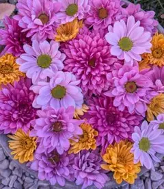 Stein様 リクエスト 4点 まとめ商品