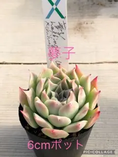 2026年最新】サボテン相談室の人気アイテム - メルカリ