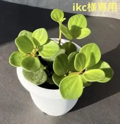 ikc様 リクエスト 2点 まとめ商品