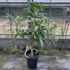 マンゴー苗品種グレン10号特大