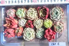 寄せ植えセット　カット苗詰め合わせ　多肉植物　エケベリア 16カットC