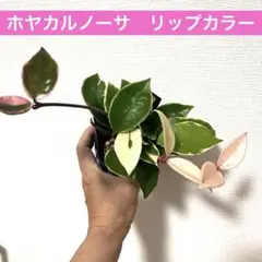 ツヤツヤで癒し系観葉植物　ホヤリップカラー　現品セ番　ネコポス発送致します