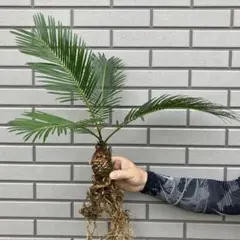 2026年最新】蘇轍の人気アイテム - メルカリ