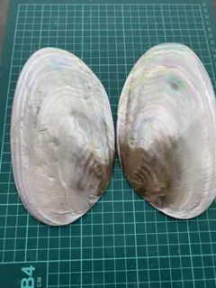 貝殻セット2枚