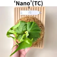 大株】 P. Ridleyi Nano (TC) 【38】 - メルカリ