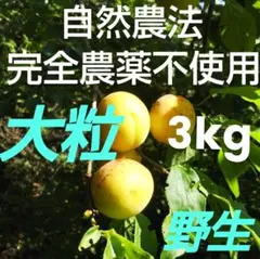完熟直前！ 完全農薬不使用(自然農法) 大粒手摘み梅 野生！ 5kg - メルカリ