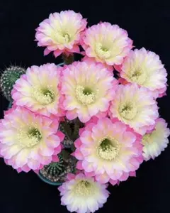 荷香 芳香品種 新品種花サボテン エキノプシス属 カキコ - メルカリ