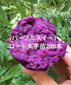 パープル50本安納芋苗50本金時50本 パープル50本安納芋150本 様専用 - メルカリ