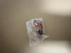 ズートピア2めじるしアクセサリーニック・ワイルドB