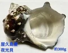 【大型/未加工】夜光貝 貝殻 294.5g 美品 置物 ハンドメイド 屋久島産